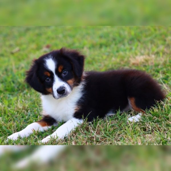 Miniature Australian Shepherd Puppy for Sale