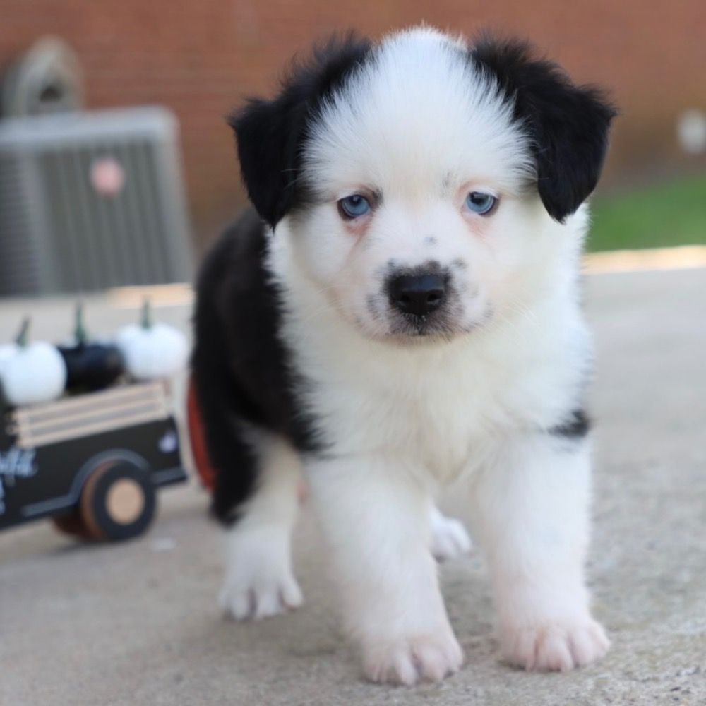 MINIATURE AUSTRALIAN SHEPHERD for Sale