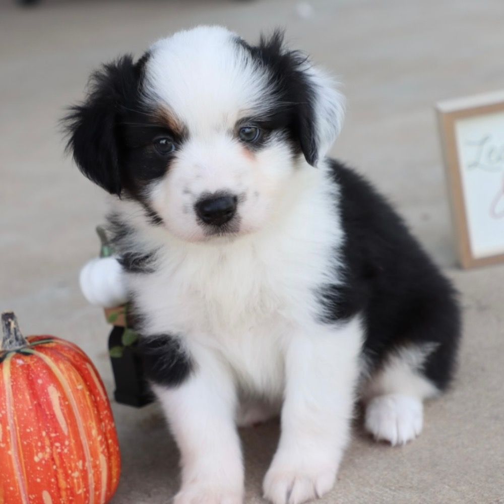 MINIATURE AUSTRALIAN SHEPHERD for Sale