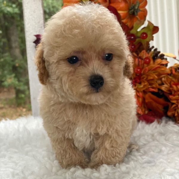 Maltipoo Puppy for Sale