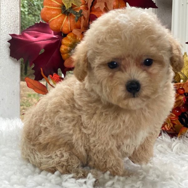 Maltipoo Puppy for Sale