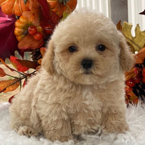 Maltipoo Puppy for Sale