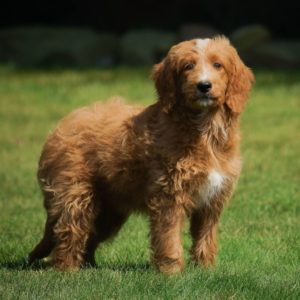F1b Medium Goldendoodle Puppy for Sale