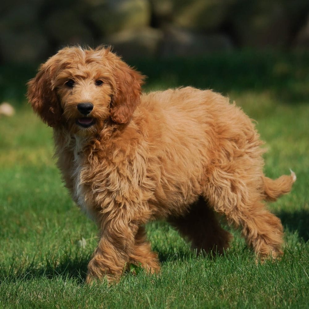 F1B MEDIUM GOLDENDOODLE for Sale