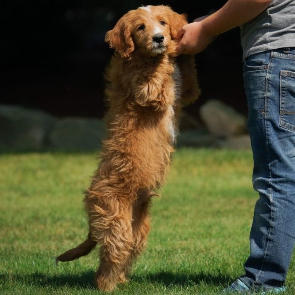 F1b Medium Goldendoodle Puppy for Sale