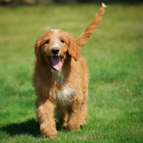F1b Medium Goldendoodle Puppy for Sale