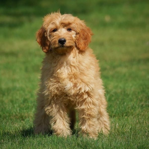 F1b Medium Goldendoodle Puppy for Sale