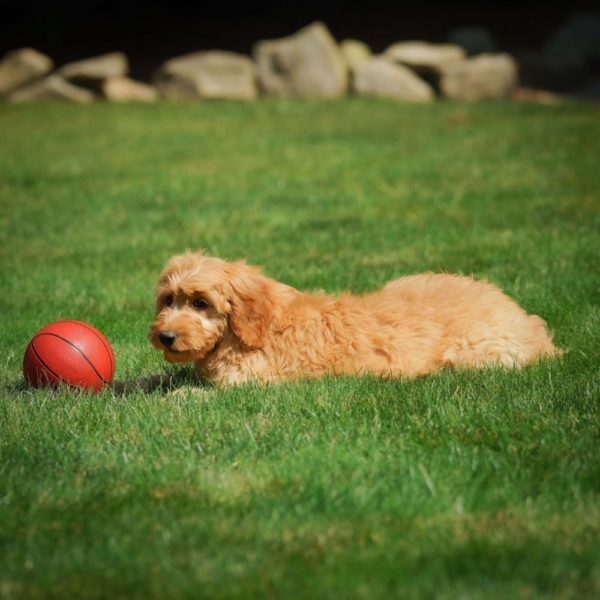 F1b Medium Goldendoodle Puppy for Sale