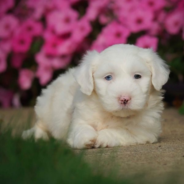 F1 Mini Sheepadoodle Puppy for Sale