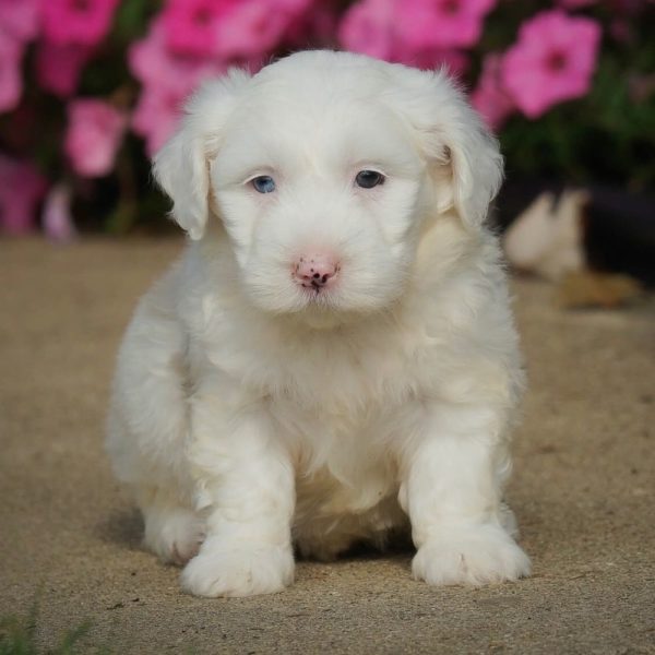 F1 Mini Sheepadoodle Puppy for Sale