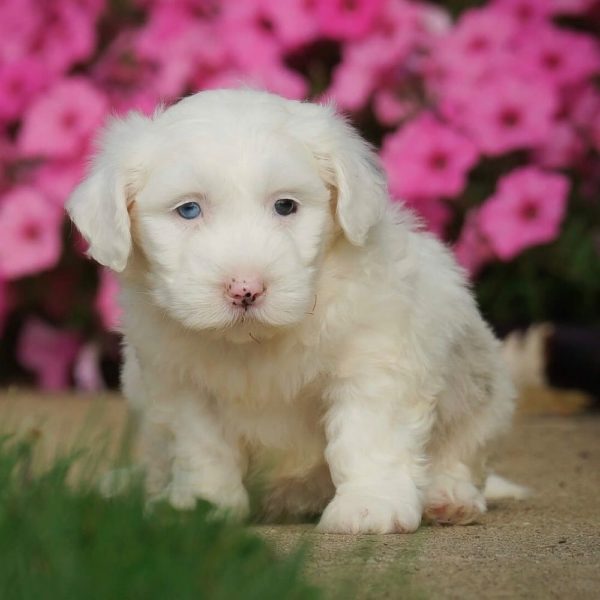 F1 Mini Sheepadoodle Puppy for Sale