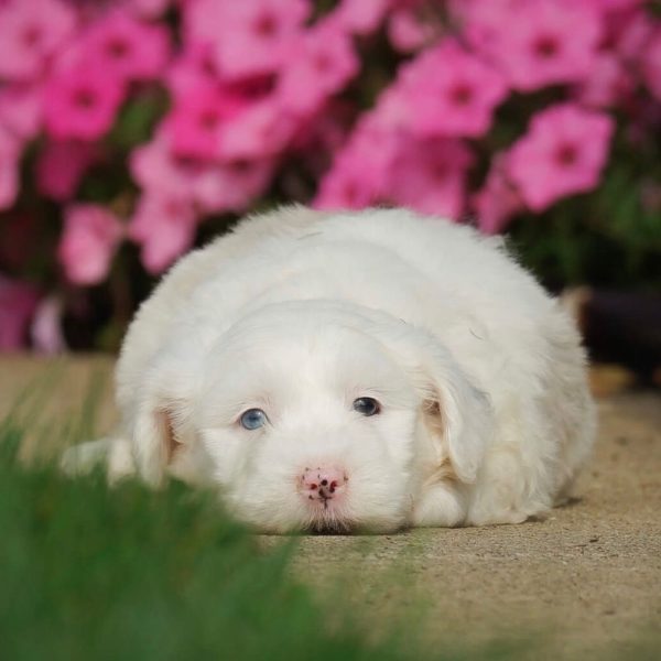 F1 Mini Sheepadoodle Puppy for Sale