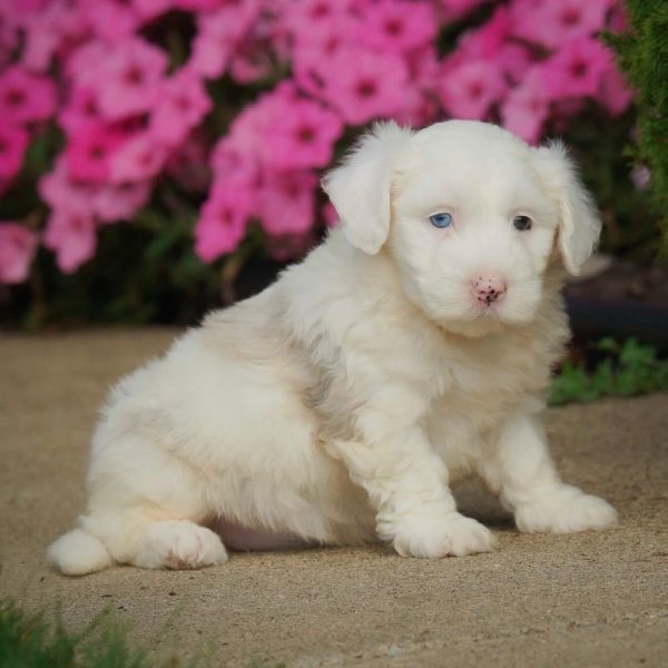 F1 Mini Sheepadoodle Puppy for Sale