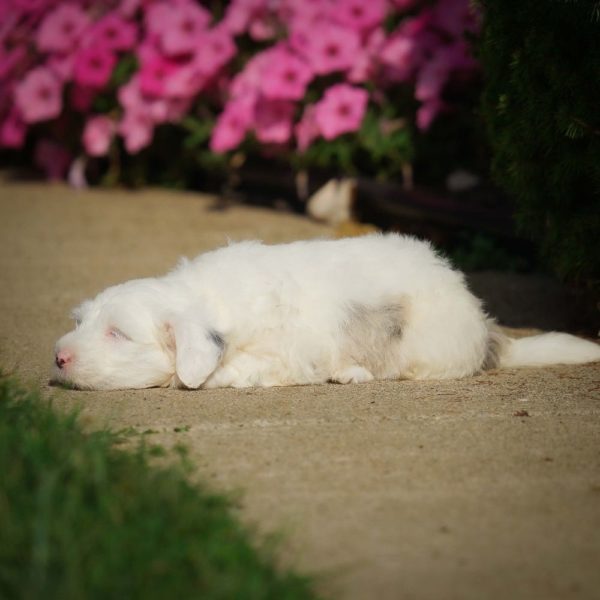 F1 Mini Sheepadoodle Puppy for Sale