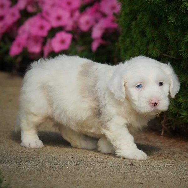 F1 Mini Sheepadoodle Puppy for Sale