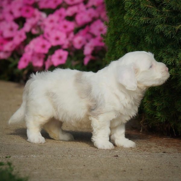 F1 Mini Sheepadoodle Puppy for Sale