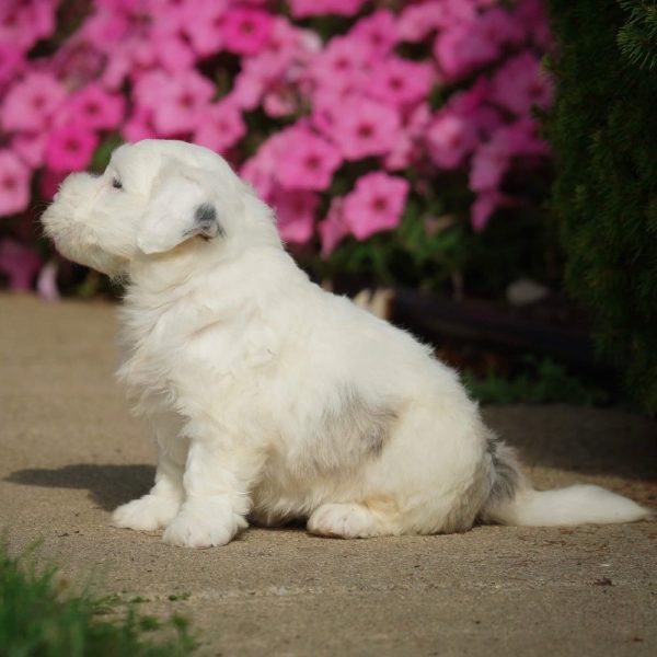 F1 Mini Sheepadoodle Puppy for Sale