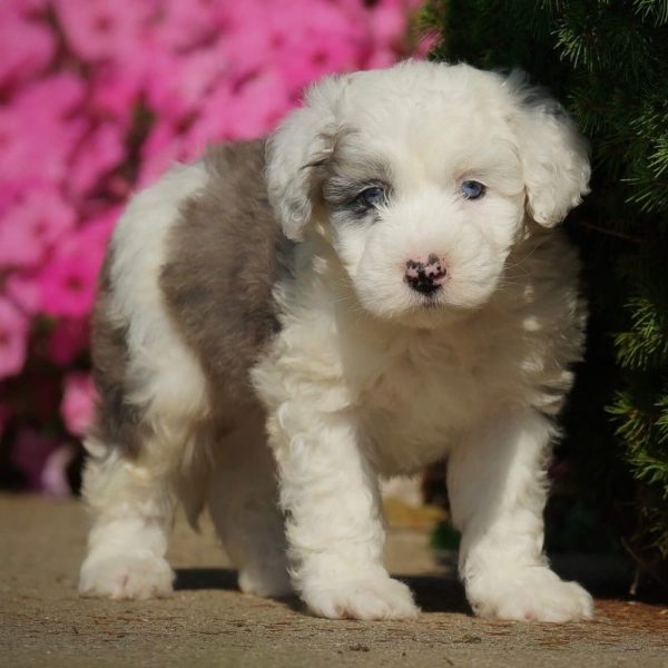 F1 Mini Sheepadoodle Puppy for Sale