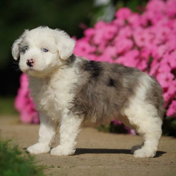 F1 Mini Sheepadoodle Puppy for Sale