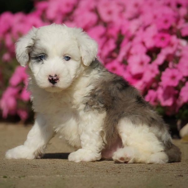 F1 Mini Sheepadoodle Puppy for Sale