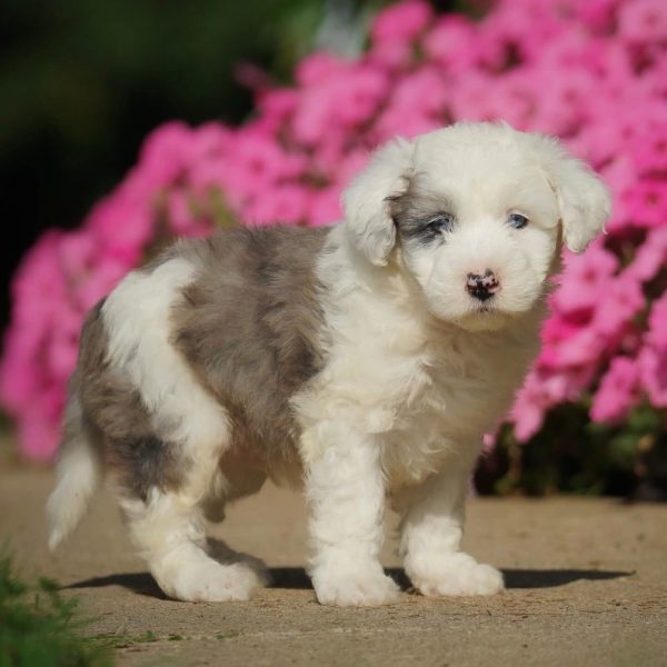 F1 Mini Sheepadoodle Puppy for Sale