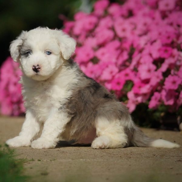 F1 Mini Sheepadoodle Puppy for Sale