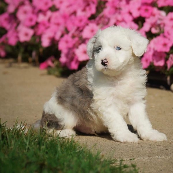 F1 Mini Sheepadoodle Puppy for Sale