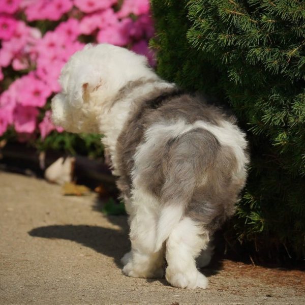 F1 Mini Sheepadoodle Puppy for Sale