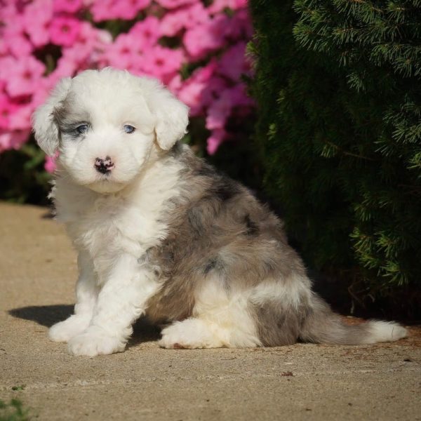 F1 Mini Sheepadoodle Puppy for Sale