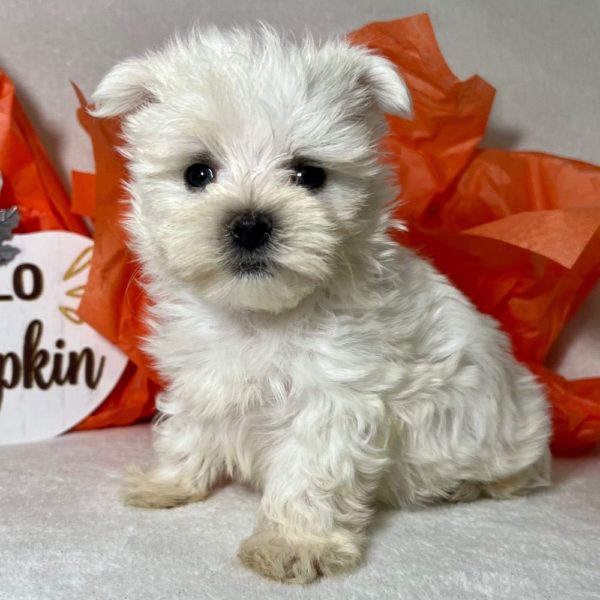 Maltese Puppy for Sale