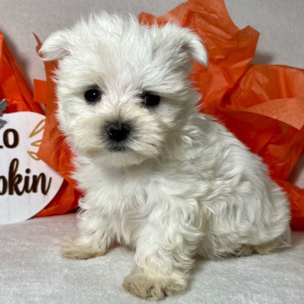 Maltese Puppy for Sale