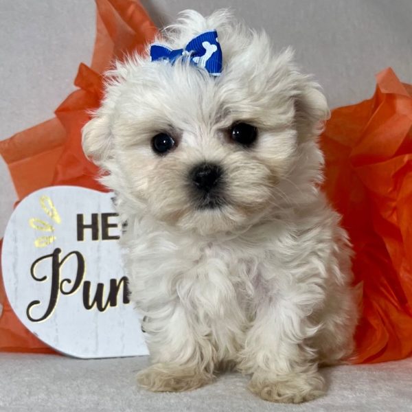 Maltese Puppy for Sale