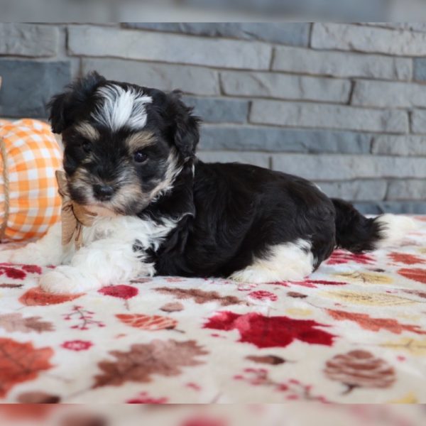 Havanese Puppy for Sale