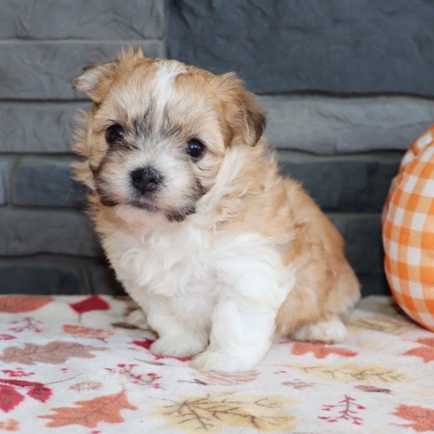 Havanese Puppy for Sale in NYC