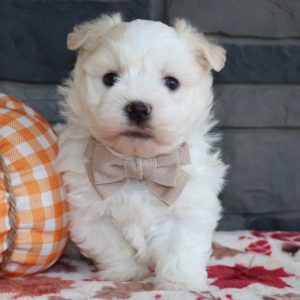 Havanese Puppy for Sale