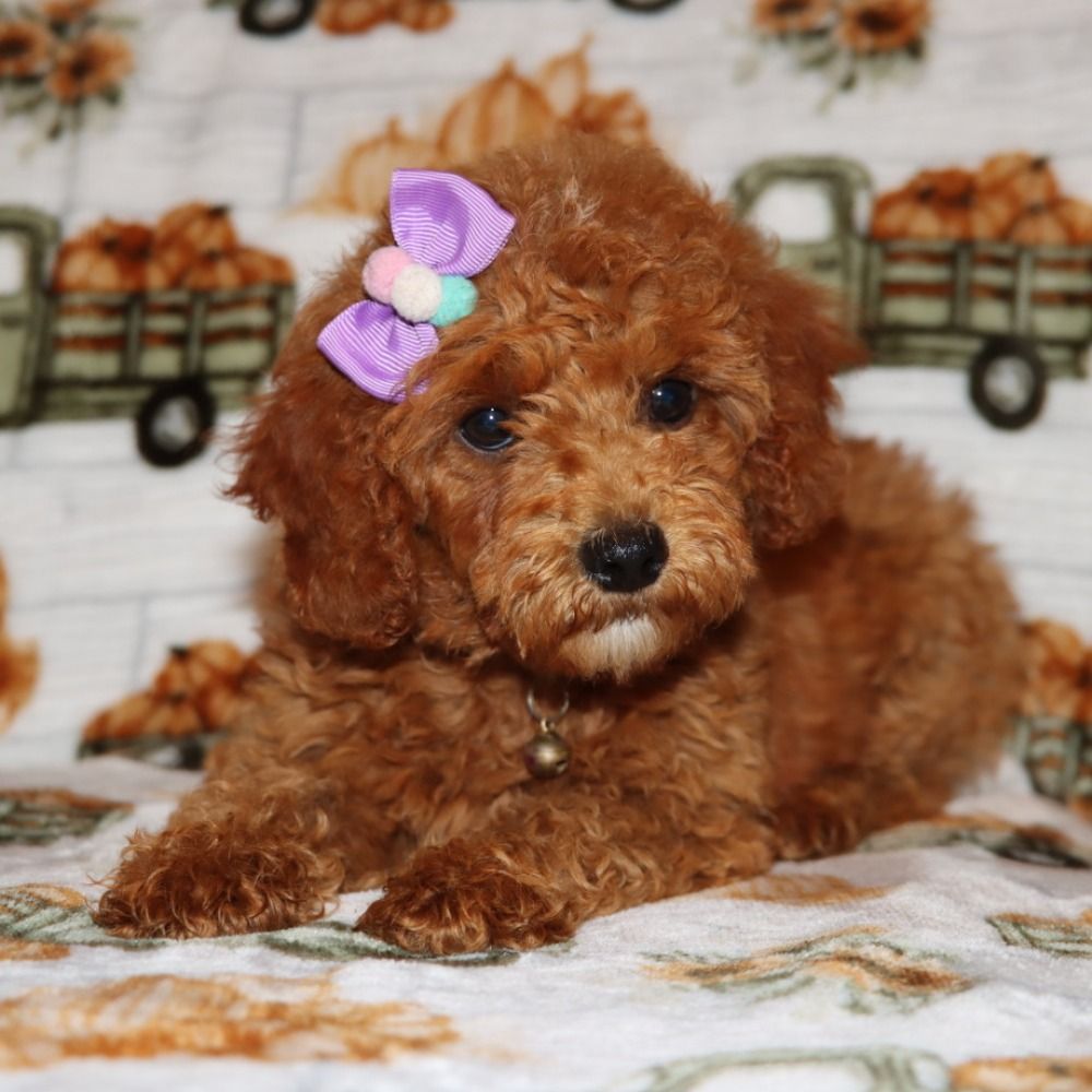 MINIATURE POODLE for Sale