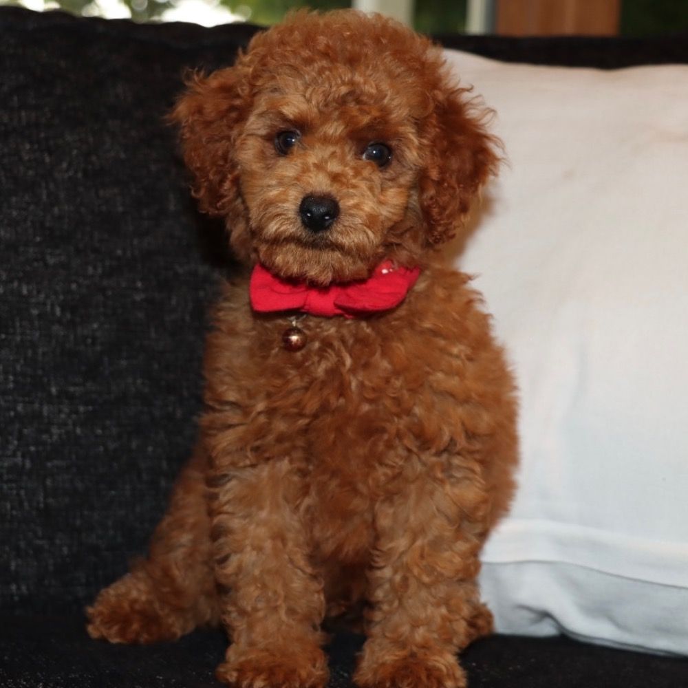 MINIATURE POODLE for Sale