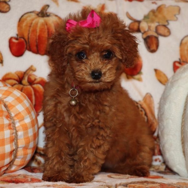 Miniature Poodle Puppy for Sale