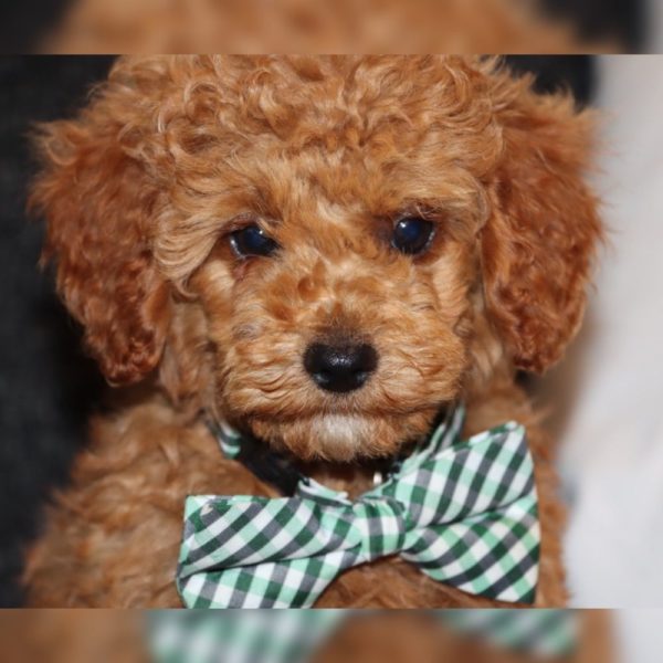 Miniature Poodle Puppy for Sale