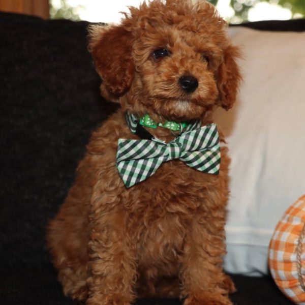 Miniature Poodle Puppy for Sale