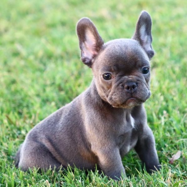 French Bulldog Puppy for Sale