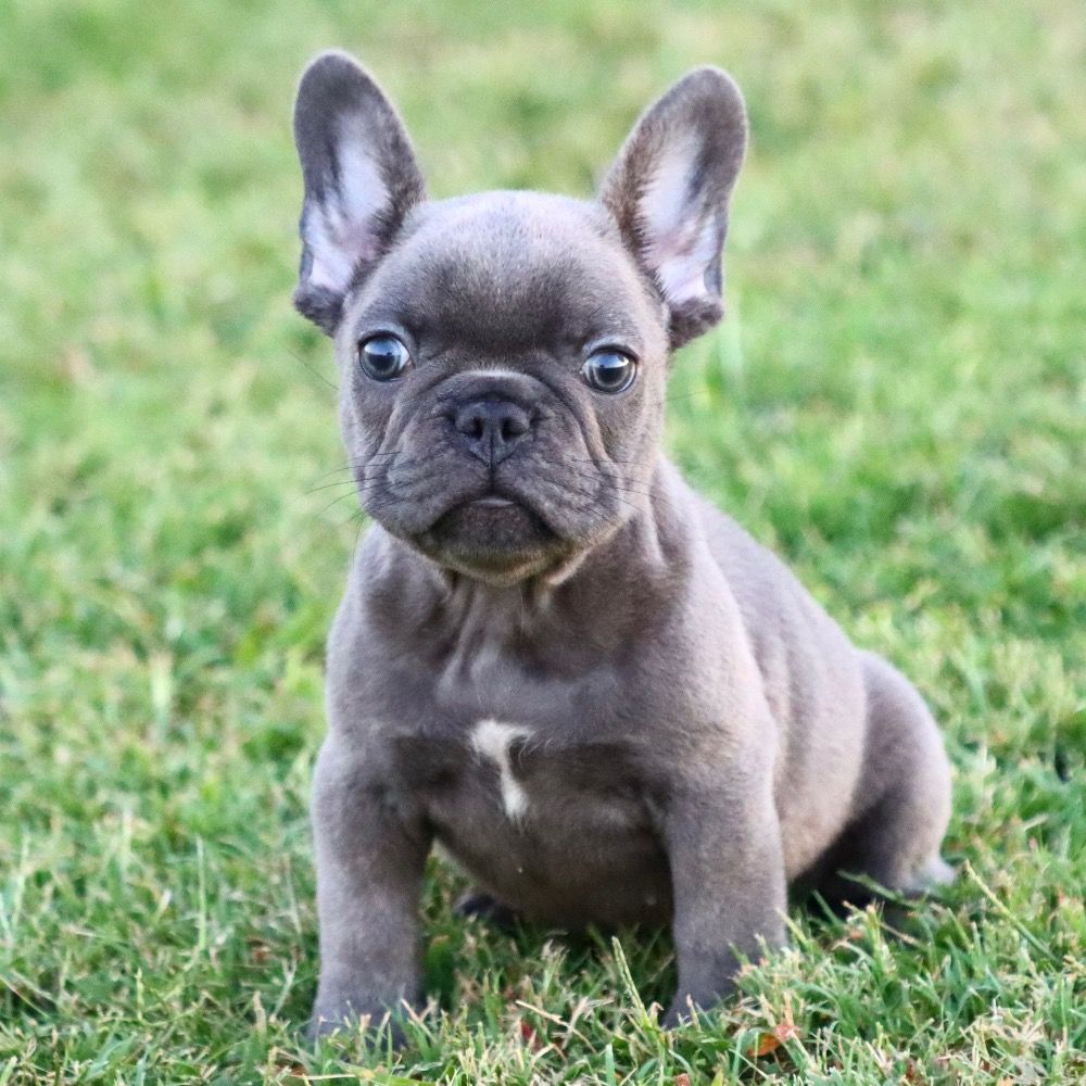 FRENCH BULLDOG for Sale