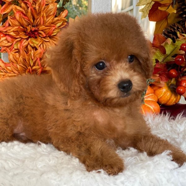 F1b Cockapoo Puppy for Sale