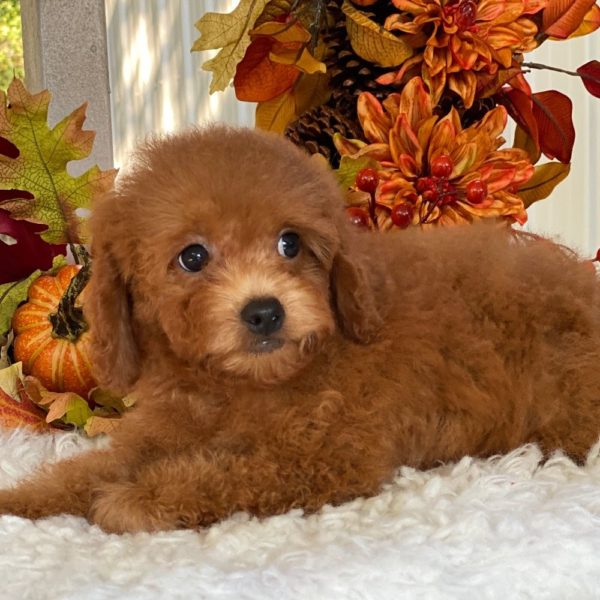 F1b Cockapoo Puppy for Sale
