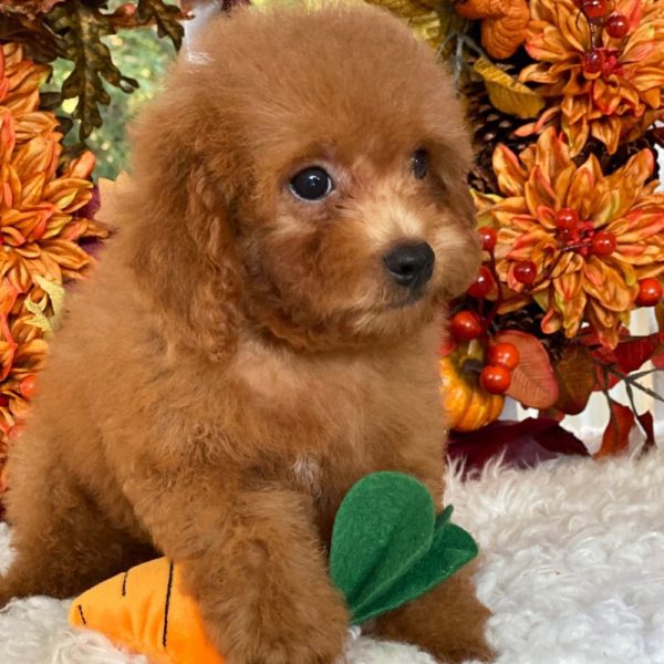 F1b Cockapoo Puppy for Sale