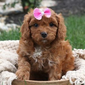 F1 Cavapoo Puppy for Sale