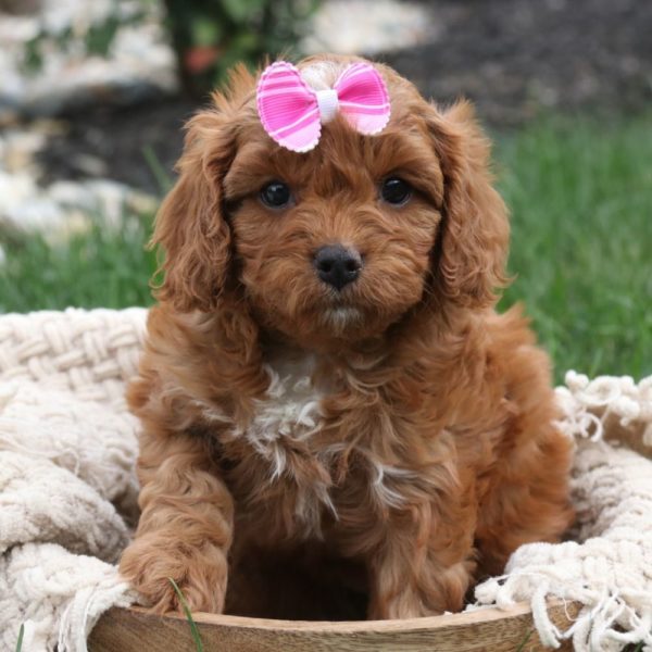 F1 Cavapoo Puppy for Sale