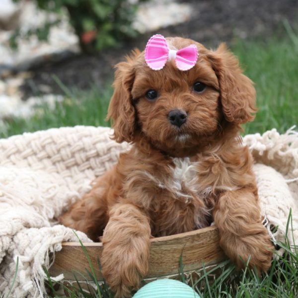 F1 Cavapoo Puppy for Sale