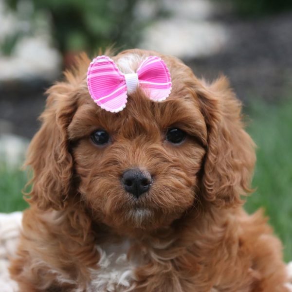 F1 Cavapoo Puppy for Sale