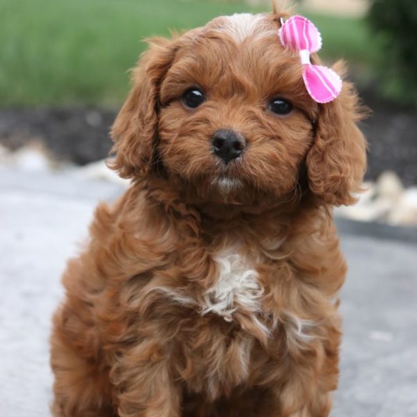 F1 Cavapoo Puppy for Sale
